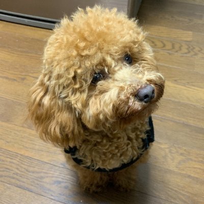 ihiratch's profile picture. 京大情報学研究科M2
Kaggle Competitions Expert 🥈2