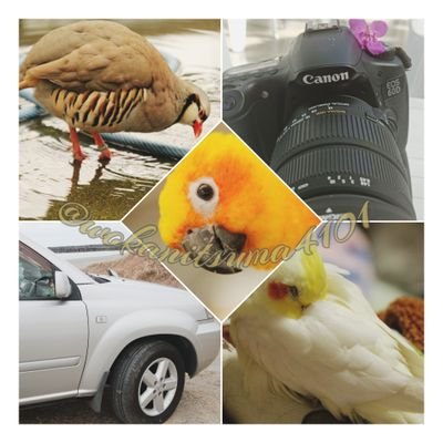 オカニツマ。多趣味。家族→夫1、子供3、オカメ2、セキセイ3、オスカー1、金魚2、蟹1🏠NT30 X-TRAIL乗り🚙 📸→eos kiss x8i等。好きなものは好き嫌いなものは嫌い精神。インスタたまに更新(URL)娘→@enhoku_yuno0524 カメラ先生(夫)→@ehk11036