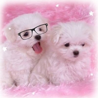 🍎🐶🐶🦴さんのプロフィール画像