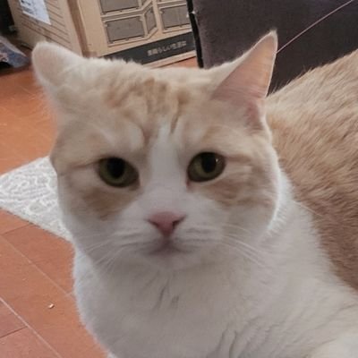 Nekoma070813's profile picture. たまに絵を描くエビフライ