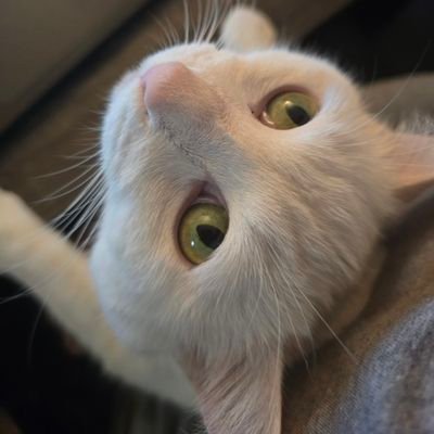 Kobyコビーさんのプロフィール画像