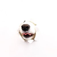 わんわん物語 (@lifefire_zndmn) 's Twitter Profile Photo わんわん物語 (@lifefire_zndmn) 's Twitter Profile Photo