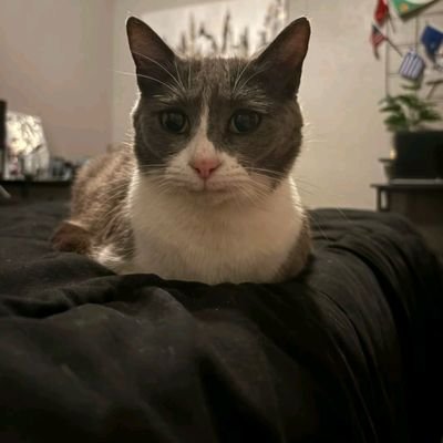 ridox96561595's profile picture. .