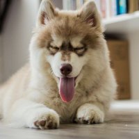 くぉーと (@asia_1928) 's Twitter Profile Photo