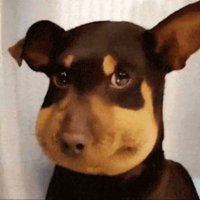 蜜蜂狗 Beedog (@mifenggou_bonk) 's Twitter Profile