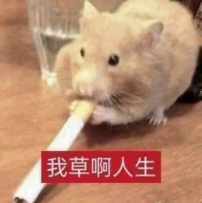 travelround_'s profile picture. 