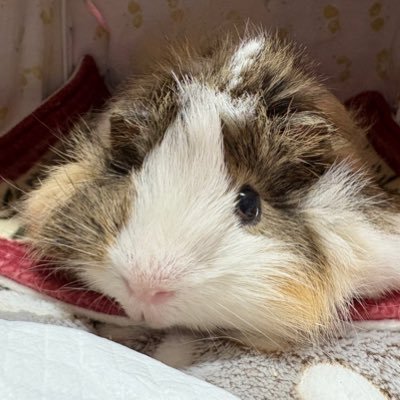 アビシニアンモルモットの男の子ぽてとくん【ぽて様】と暮らしてます🐹2021年10月25日生まれ🍟アカウント移行しました!モル飼いさんモル好きさん仲良くしてください☺️