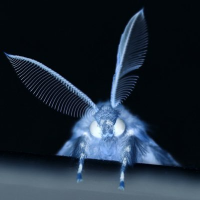 Good moth (@rm1das6235) 's Twitter Profile
