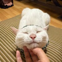 灰田聖菜 🐾💞 (@meowmeow_furluv) 's Twitter Profile