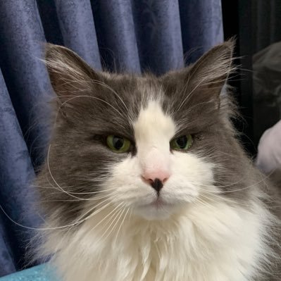 komama022233's profile picture. 