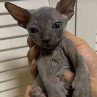 seeoool (@seeoool) 's Twitter Profile