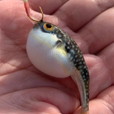 riTgMSCNwuMDQ6A's profile picture. 宇志海いちごちゃん🍓と星宮るきちゃん🌟🍬🍼を応援したい