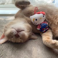 ゆぶん@モンハンNow (@yubunmhn) Twitter profile photo