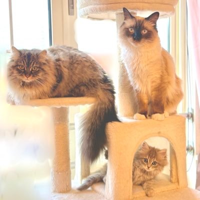 けだまとりお【サイベリアンとラグドール】さんのプロフィール画像