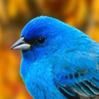 Indigobunting (@indigobunting83) 's Twitter Profile Photo Indigobunting (@indigobunting83) 's Twitter Profile Photo