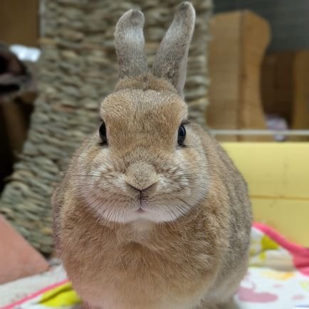 ミニうさぎの10歳の女の子、名前はメルディです💕
呼び名はメルだよ~。
令和3年3月子宮と卵巣に影が見つかり手術を受けましたが、結果は良性でした(^^)
令和5年にデグーのおはぎが、7年6月にデグーのアリスとミニうさぎのココが家族になりました(^o^)
どうぞよろしくお願いします💕