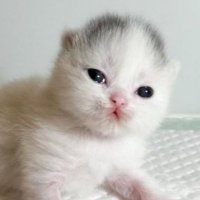 쌉도리 (@ssappdori) 's Twitter Profile Photo 쌉도리 (@ssappdori) 's Twitter Profile Photo