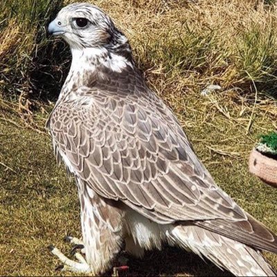 Albada3511067's profile picture. 