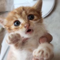 长夜😺😸😼 (@allenludwig7) 's Twitter Profile