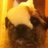 lissiwillis's profile image