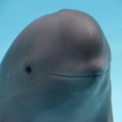 kingshark601's profile picture. It is me