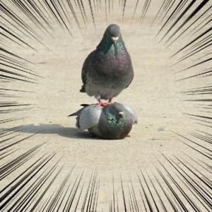 sakanaesa114514's profile picture. フォローしないでね