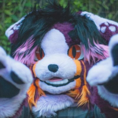 Jax Collieさんのプロフィール画像