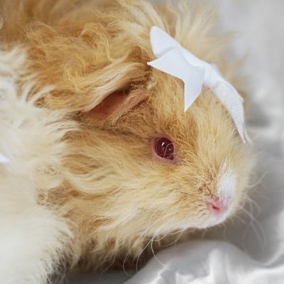 吉妮 🤍 GiNi 🇩🇰🇩🇪🇨🇳 All things Guinea pigs! #GuineaFluencers #GuineaLife #GuineaStyle #GuineaToys