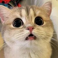 แมวเหมียว🐱 (@juuuuu05216794) 's Twitter Profile