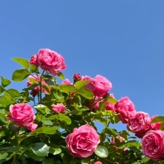 ✨真実・本質が明らかになる世の中を目指してGO!✨ 信教の自由!家族大切!自然・花・観葉植物大好き🪴猫大好き💕保護猫君も家族の一員🐈です❤️DMは失礼いたします🙏