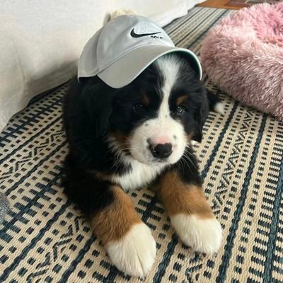 iffysiak's profile picture. 