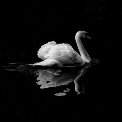 BitGoose1's profile picture. A goose on @opentensor ecosystem