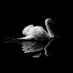 Bit goose (@bitgoose1) Twitter profile photo Bit goose (@bitgoose1) Twitter profile photo