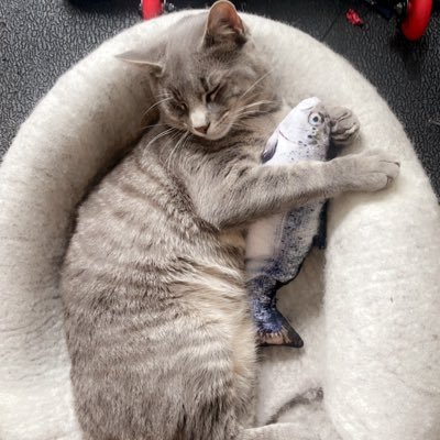 ESchrodinger_'s profile picture. The pawns always hate each other; while the ones playing chess are usually good friends.