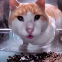 Sonotfd (@aabrmfg) 's Twitter Profile