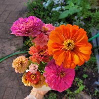 D 🌱🌳🌸🌻🌷🥀 (@feralflower7) 's Twitter Profile