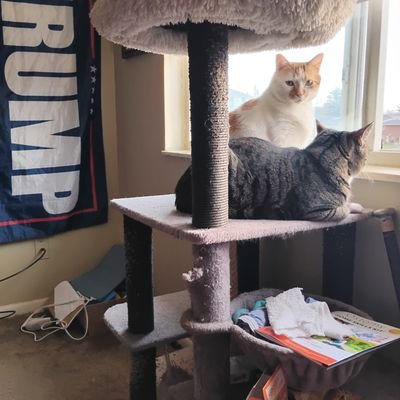 I'm retired assistant librarian. I'm 67 years old and have 3 beautiful cats .
