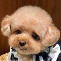 Miso (@miso_ara_) 's Twitter Profile