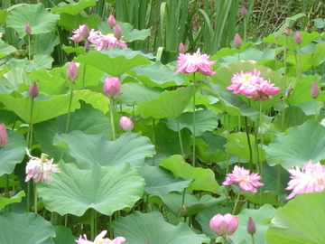 FlyCat_Tokyo's profile picture. World traveler on a break from flying for a year