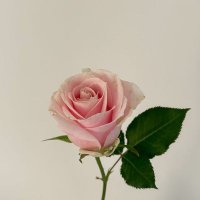 وردة سلامٍ (@krisi1faith84) 's Twitter Profile Photo وردة سلامٍ (@krisi1faith84) 's Twitter Profile Photo