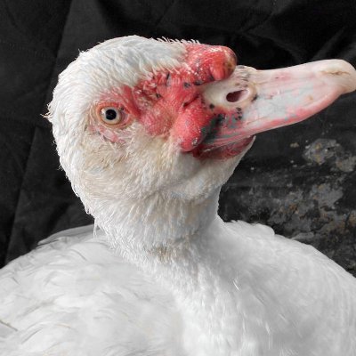 Veronelacane's profile picture. La plus belle des cane de barbarie !