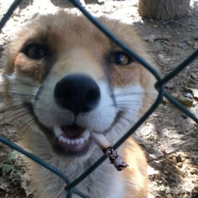miceさんのプロフィール画像