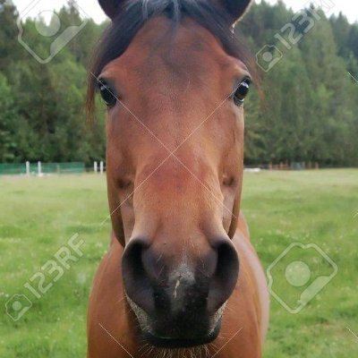 @horsetwting
