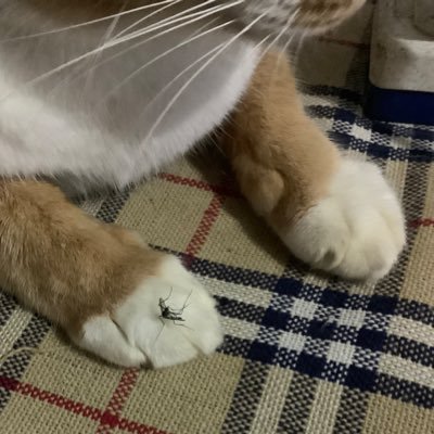 Rumraisinp Profile Picture