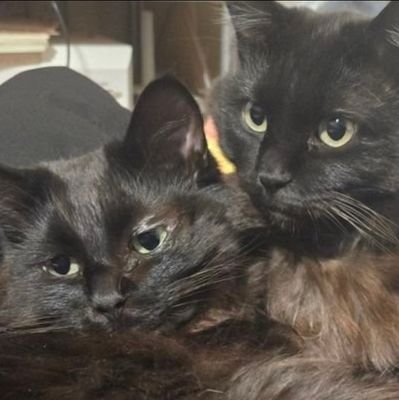 tooa0125's profile picture. 中学生レイヤー 情緒不安定 初心者レイヤー低クオ 重加工 発達障害(ASD)  呼びタメ大歓迎！！ 長野県出身  YOU:ME  けーちゃん推し 苦手だなと感じた方はブロ解お願いします！！    YOU:ME垢@tooa_0125   🗝アカ@ai0125_715