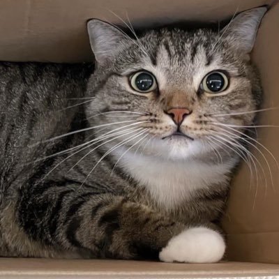 inkjubo's profile picture. 