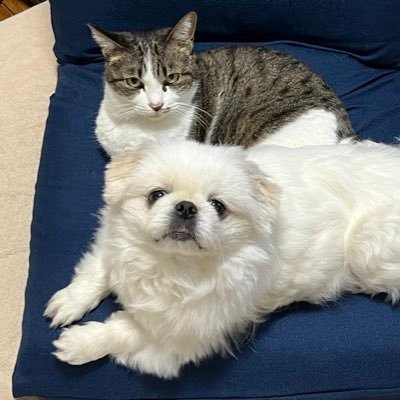 yurunazuna1108's profile picture. 2021年11月08日生まれの女の子ペキ✨️万年ｴｹﾁｬﾝ犬とばあちゃん猫ライの日常アカウント