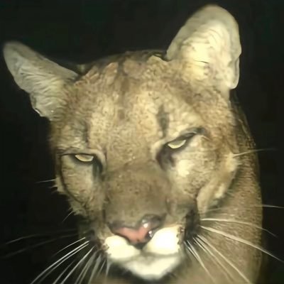 menggetikk's profile picture. 