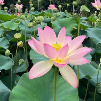 harukanaka's profile picture. 