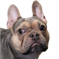 OldManSteeb (@herpaderp_) 's Twitter Profile